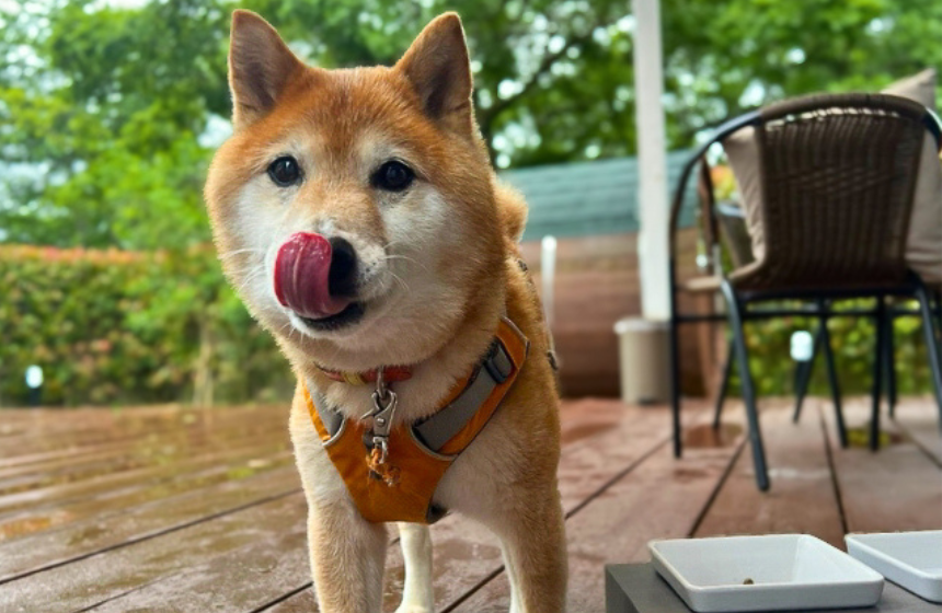 雨上がりのデッキで朝ごはん。「外で食べるごはん、おいしいね」そのセリフ、BBQで聞きたかった……。