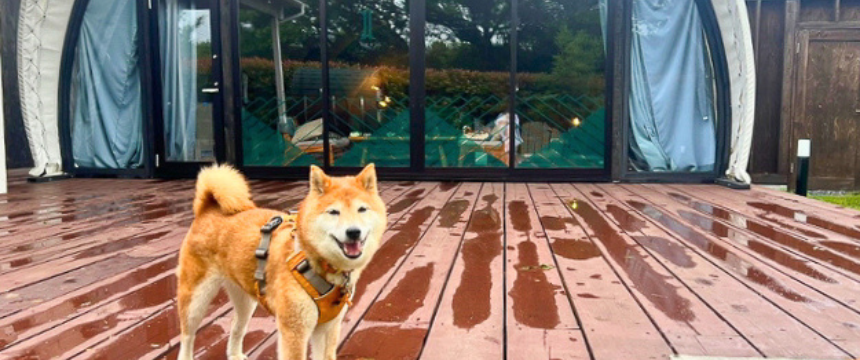 雨男パワー炸裂！ それでもなんとかなるもんだ〜柴犬あるある・はじめてのグランピングに挑戦編～