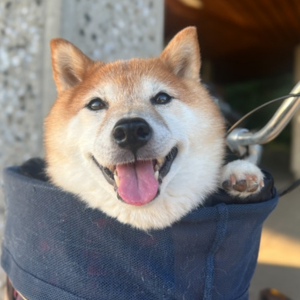 お気に入りの自転車を満喫中。いや、サイクリングじゃないから。散歩へ行こうよ。
