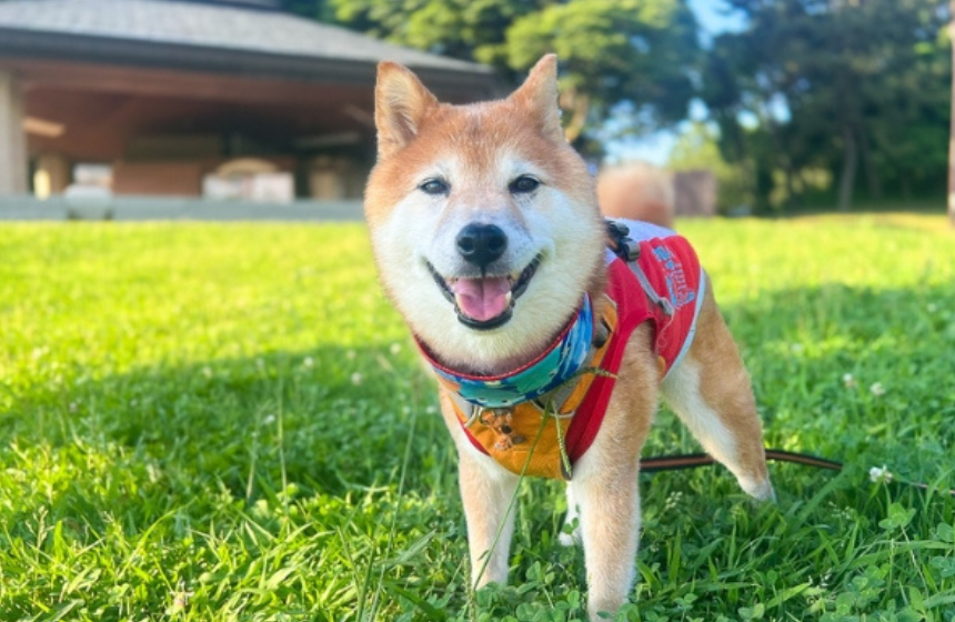 ひんやりシャツとネッククーラーは、夏の散歩の強い味方です