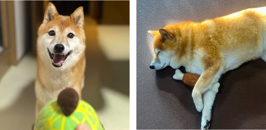 左：お気に入りのヌイグルミで遊ぶ時は、まるで子犬みたいな表情に／右：そして、ぬいぐるみを持ったまま寝落ち…。