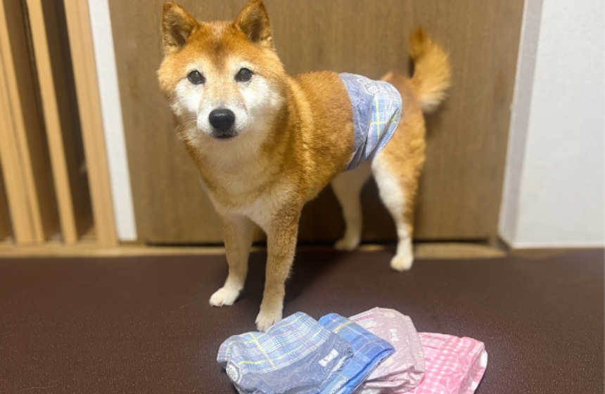 めざせ！ パリコレ！？ おしゃれコレクションを着こなす柴犬さん