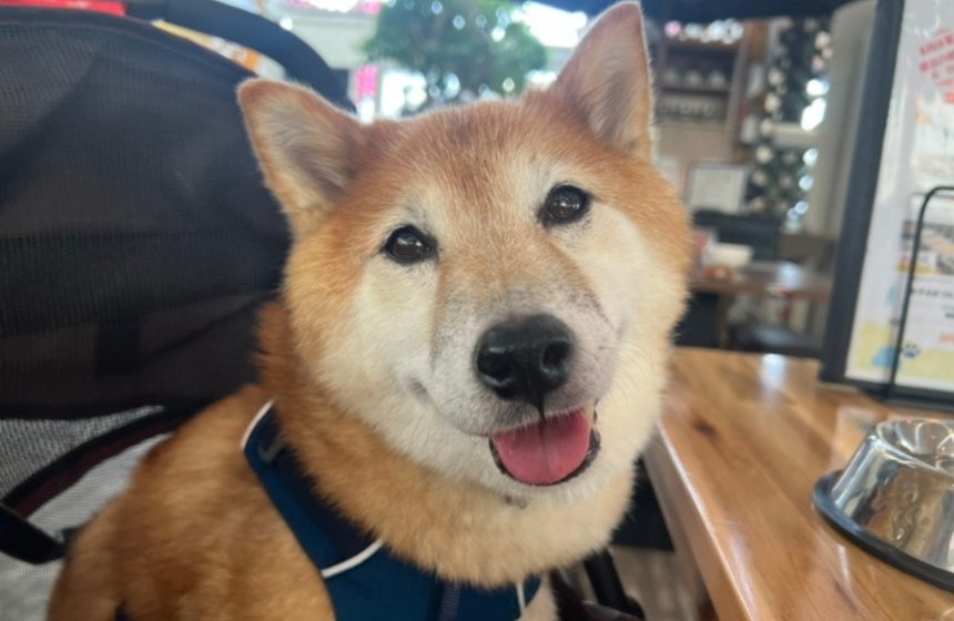 おでかけ大好きなうちの子。楽しい！ おいしい！が柴犬的アンチエイジングなのかも