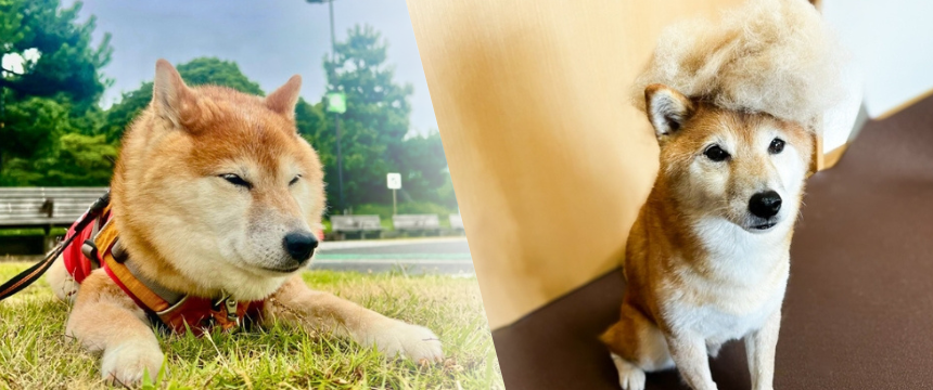哲学派？ 忍者派？ コレクター派？ ちょっと変わった犬との暮らし〜柴犬の飼い主あるある編～