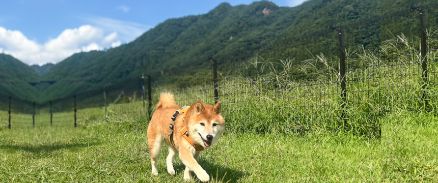 避暑旅行のはずが......猛暑から逃げた先でも暑かった！ 〜柴犬あるある・それでも楽しい夏休み編～