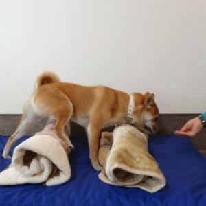 パテラと診断された時には、個別カウンセリングで自宅でできるリバビリ法を教えてもらいました。