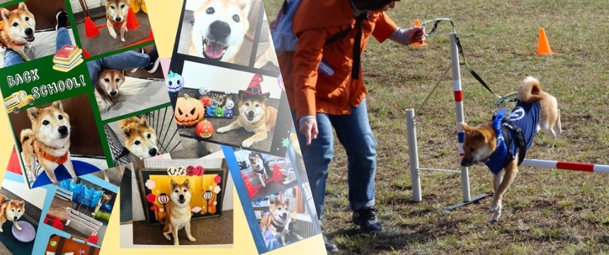 いつもに増した謎スイッチ！ 柴犬がデイケアに行ったらこうなった～柴犬あるある・ペットケアサービスLet's編～