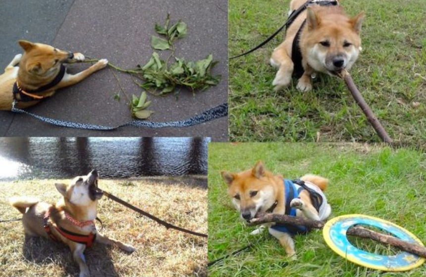 拾った小枝をガジガジして、廃材アートを制作中