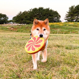 最近は、トテトテ歩いて戻ってきます。これもまた、かわいい！