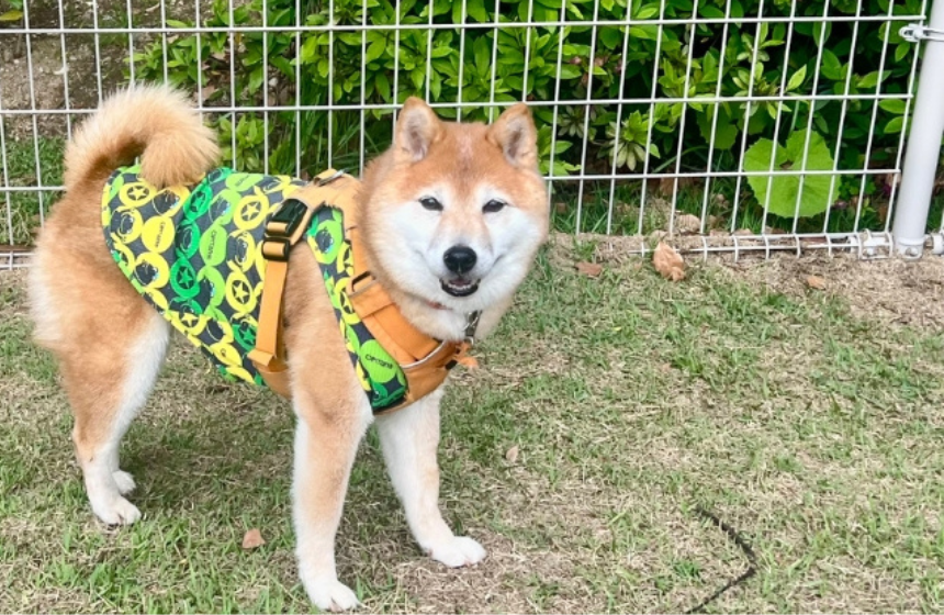 クンクンのんびり歩いてにっこり笑顔、これがシニア世代のドッグラン満喫術。