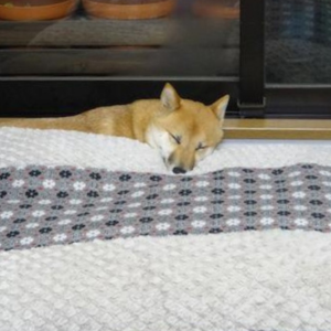 大きな枕だ寝(ベッドです)