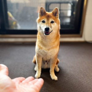 「おいで」「来てますよ」絶妙に届かない場所で、ドヤる柴犬さん。