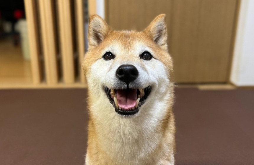 この笑顔で誘ってきて、手を伸ばすと避けて去っていくのって、あまりに切ない罠じゃないですか……。