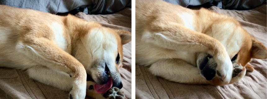 お顔を洗いながらの寝落ち。肉球チラ見せがかわいい！