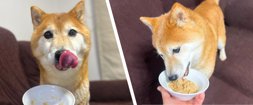 忖度ゼロの柴犬が完食！シニアの筋肉ケアに〜柴犬あるある 鱈と鶏むね肉のランチを試してみた編～