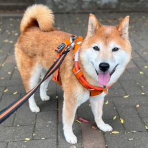 通れて1週間後。頭もしっかり上げて歩けるようになりました！