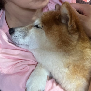 目が回った状態でしたが、抱っこすると安心して眠ってくれました。