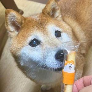 粉もの大好きなうちの子。飼い主のおやつも狙ってきます。