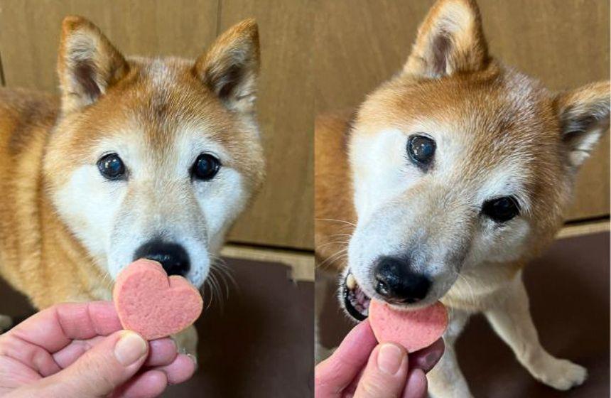普段は小さくしてあげないと食べないのに、お気に入りのクッキーは丸ごとパクリ！この後、指までたべられました 笑
