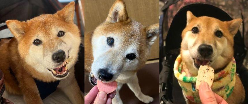 見極めるのが難しすぎる！〜柴犬あるある・おやつの選り好み編～