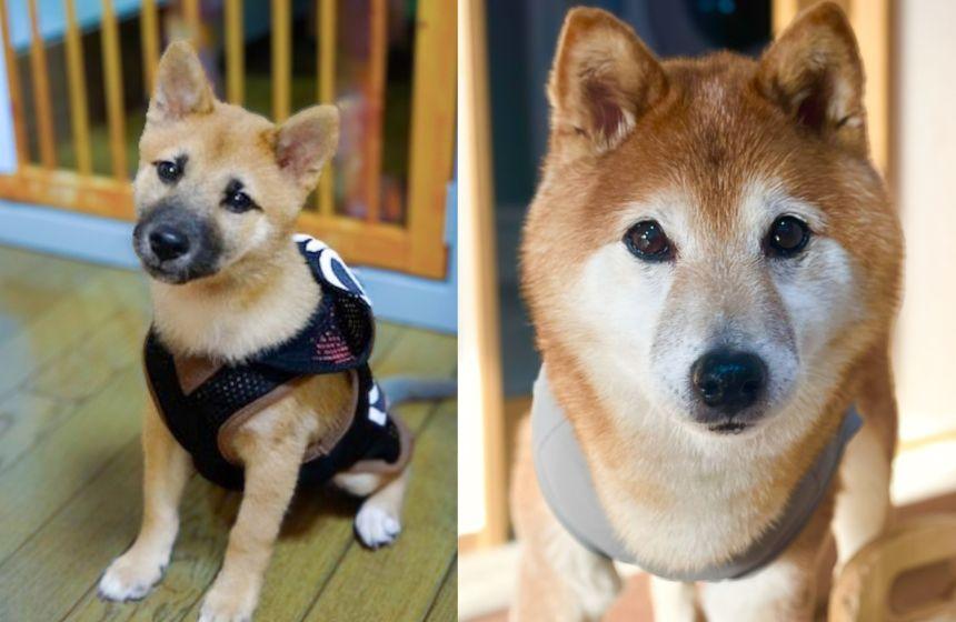 くっきりキリリ真っ黒だった仔犬時代（左）と白毛多めでぽんやりとした14歳の今（右）