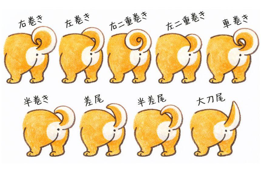 うちの子はどれかな〜？と眺めるのも楽しい柴犬の尻尾コレクション