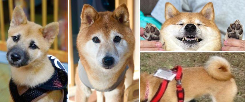 柴犬って種類がいっぱいあるんだよ〜柴犬あるある・みんな唯一の素敵なわんこ編～