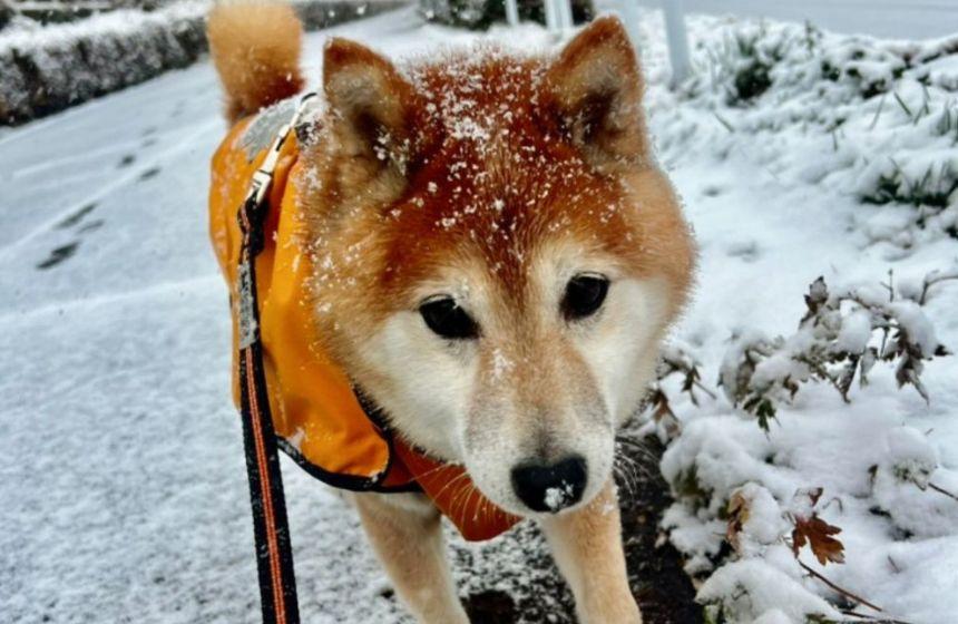 不動柴に雪が降り積もります。雪の日の柴犬名物・揚げパンの出来上がり！