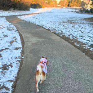 雪のない道を選んであるく柴犬さん。えーー。せっかく来たのにー