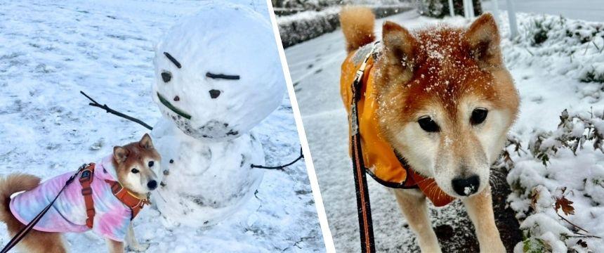 まさかの変化に飼い主もびっくり〜雪遊び大好き犬の軌跡編～