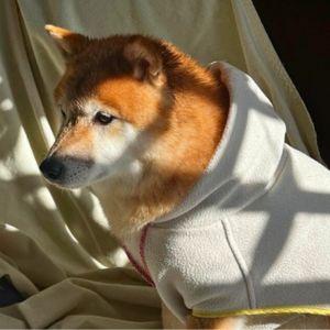 「なぜこんなひどいことを……」飼い主を信じられなくなった柴犬さんが、呆然と過ごすのもお決まりの時間です