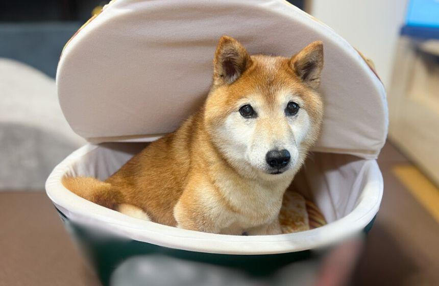 プロの技でフワフワになったうちの子がかわいくて、撮影大会開催！