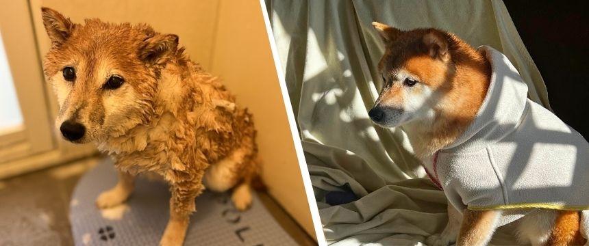 察知能力・個性爆発・評価二極化の正体とは〜柴犬あるある・柴犬流お風呂事情編～