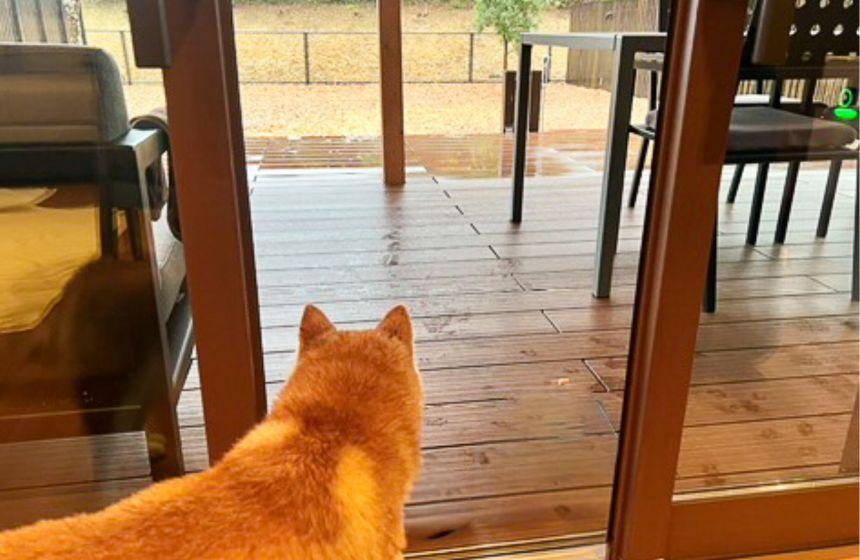 まさかの土砂降り。じっと窓の外を眺める柴犬さんと、ただその後頭部を見る飼い主。