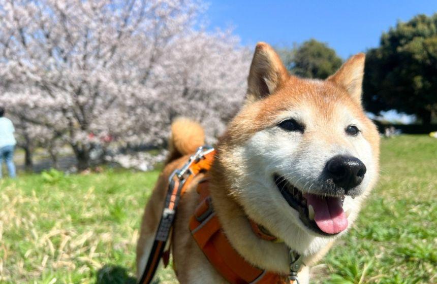 桜は遠く、どこまでも遠くに、なりにけり……。