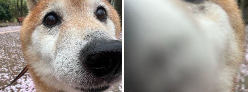 左：おやつをもらえると信じて疑わない、柴犬さんのまっすぐな瞳。まだ一枚も撮ってないのに。／右：もうなにがなにやら、の１枚。ちなみに、飼い主はのぼられています。