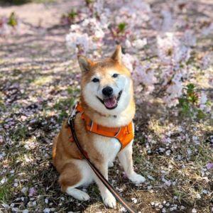 お座りもマテも大得意だった、昨年の写真。