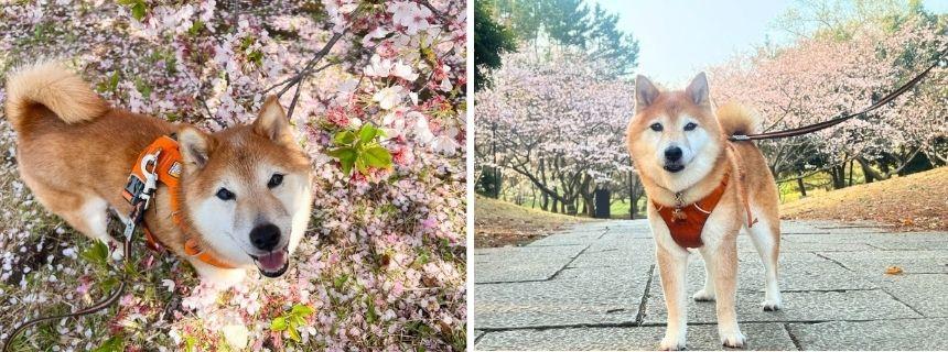 左：今年、撮影できた奇跡の１枚！／右：この見上げるショットも好きでした。今では貴重な１枚に。