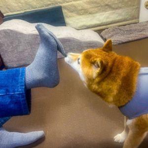 飼い主の靴下は、すべて自分のものだと思っているようです。