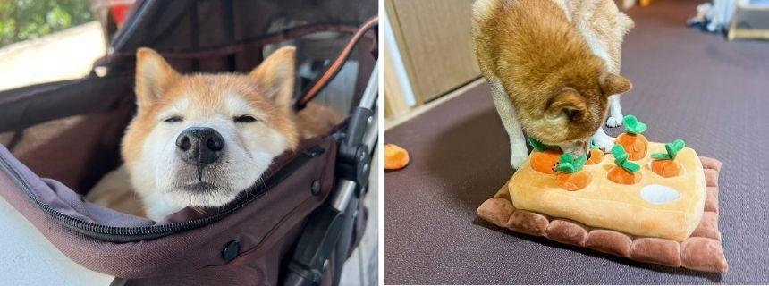 写真左：カフェでお昼寝中。飼い主のごはんが届くと、夢の中でもお鼻がくんくんするのがカワイイ！／写真右：ニオイでおやつを探す知育ゲームがお気に入り。