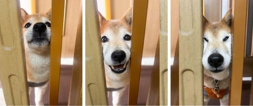 匂い・臭い・ニオイどれも気になる柴心〜柴犬あるある・とことん極めるこだわり編〜