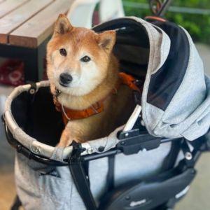 本当はベビーカーだと早々に気づいていても、「いやでも、もしかして」とわずかな可能性に賭けてしまうこともしばしば。