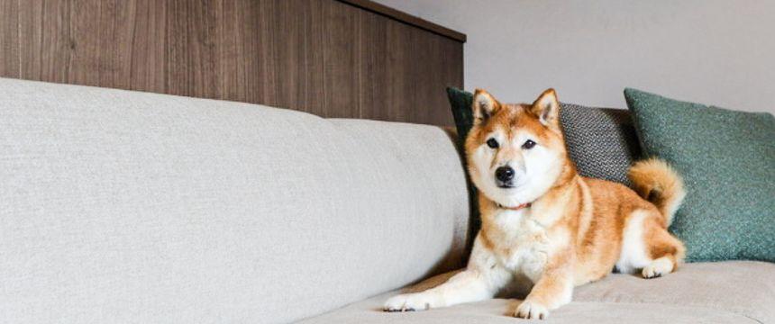 「〇〇（伏せ字）」たちのために、我が家の愛犬がお手本を見せてくれました。