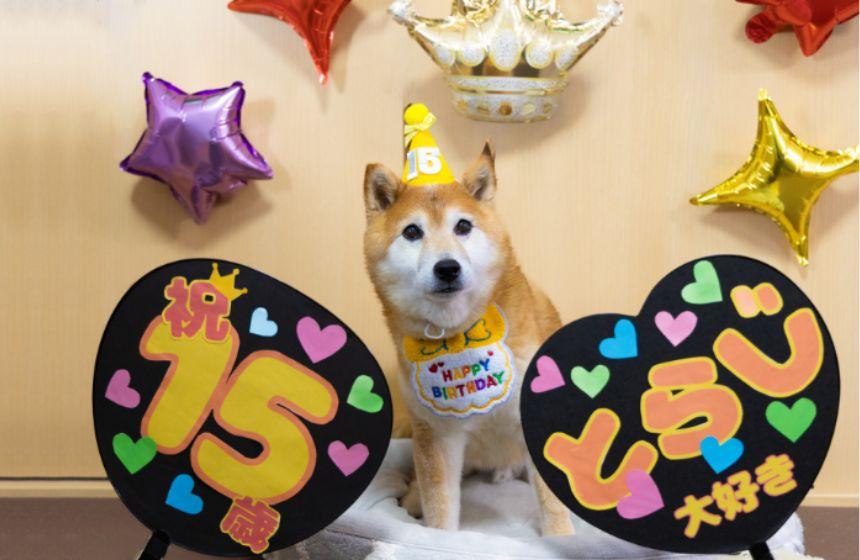 浮かれた記念写真を撮りました。15歳のうちの子も、推して推して推しまくります！