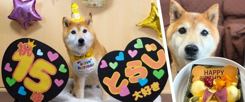 いつの間にやらハイシニア〜柴犬あるある・15歳お誕生日のお祝い編〜