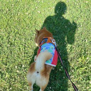 少しでも涼しくなるように、歩く日傘となる飼い主。うちの子に合わせて謎のステップで散歩しています。