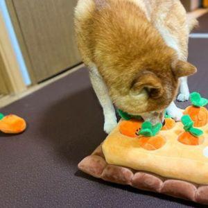 唯一、ちゃんと遊んでくれる収穫タイプの知育玩具。集中力がすごい！