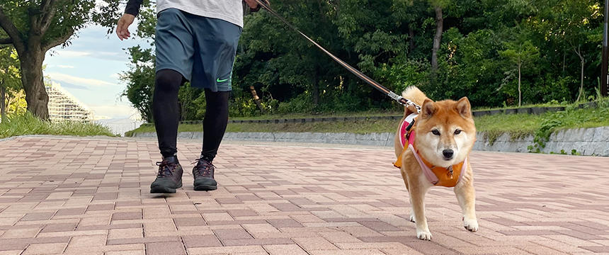 拒否柴に不動柴・かわいいけど困る　～柴犬あるある～散歩編