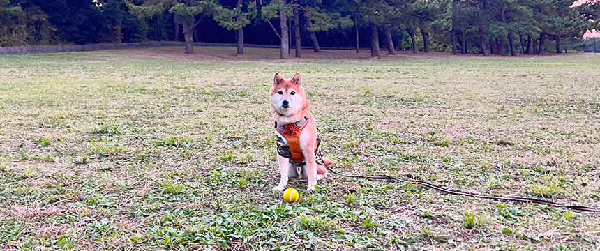 ボール遊び一つとっても癖が強い。一筋縄ではいかない遊びが展開されます。