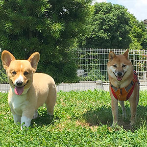 気の許せる幼馴染と一緒なら、ドッグランでもニッコリ笑顔で遊びます。(友達がいないと遊べないタイプ…？)